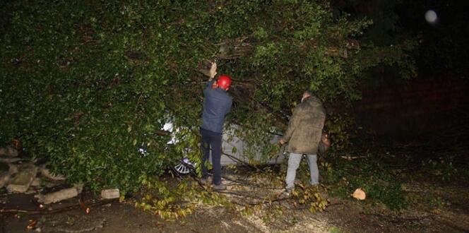 Rize’de 2 araç kökünden kopan ağacın altında kaldı